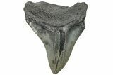 Bargain, Fossil Megalodon Tooth - South Carolina #203077-1